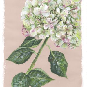 Hydrangea on Dusky Pink A3 Fine Art Print
