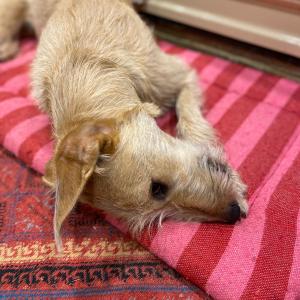Red and pink Aga slider dog mat