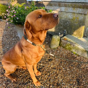 The Boot Room Company 120cm Clip Lead