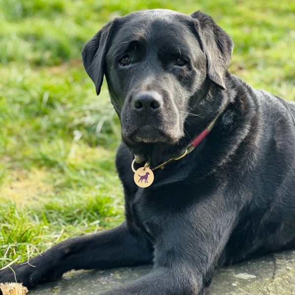 The Boot Room Company Made to Measure 10mm Clip Collar
