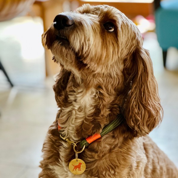 The Boot Room Company Made to Measure 8mm Clip Collar