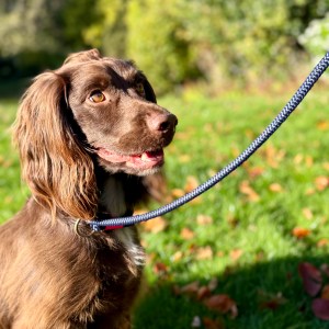 The Boot Room Company 120cm Slip Lead