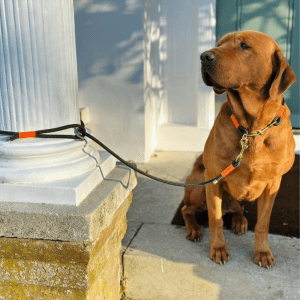 The Boot Room Company 120cm slip lead