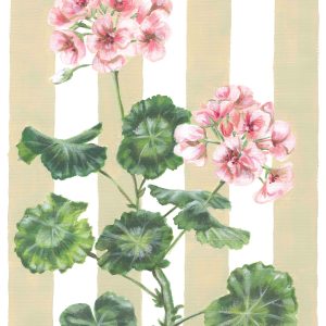 Geranium on Yellow Stripe A3 Fine Art Print