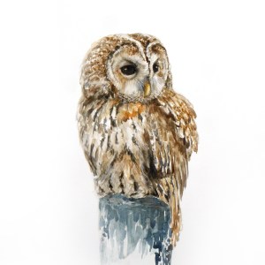 'Tawny owl' A3 limited edition print